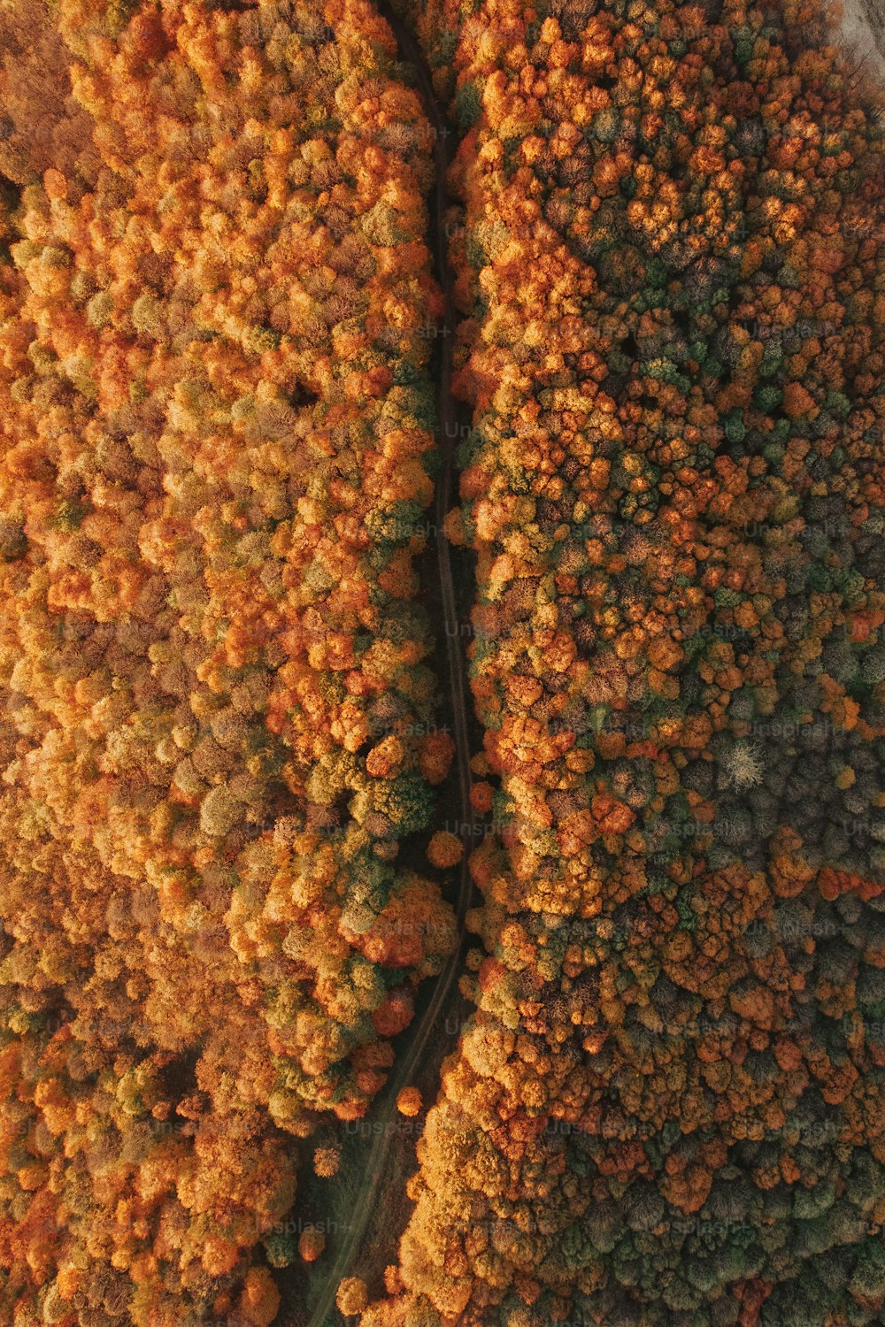 an aerial view of a tree with orange flowers
