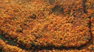 an aerial view of a forest with lots of trees