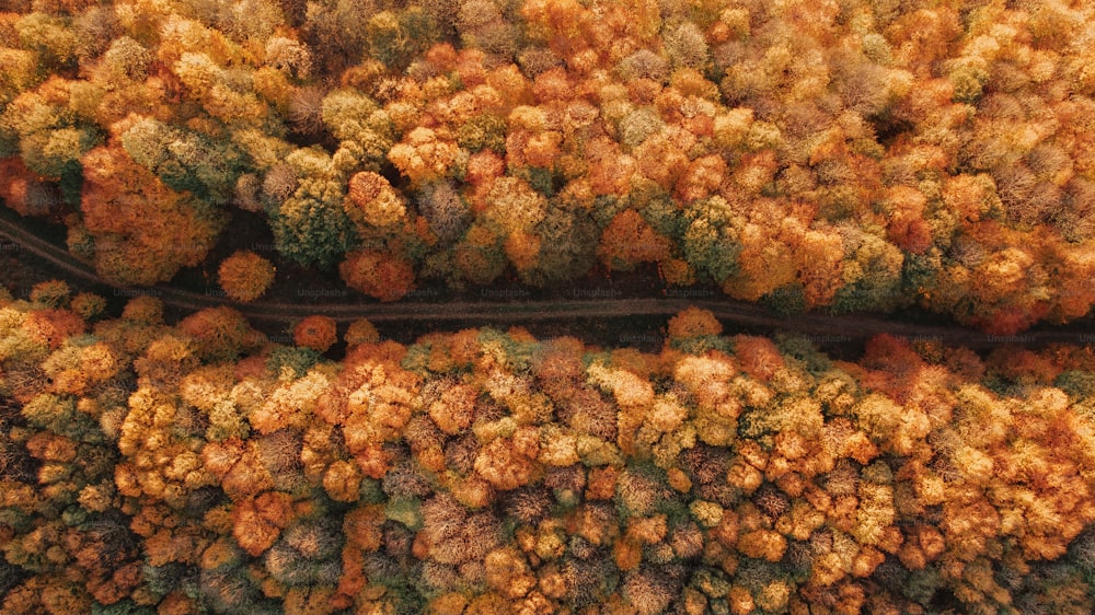 a group of trees that are next to each other