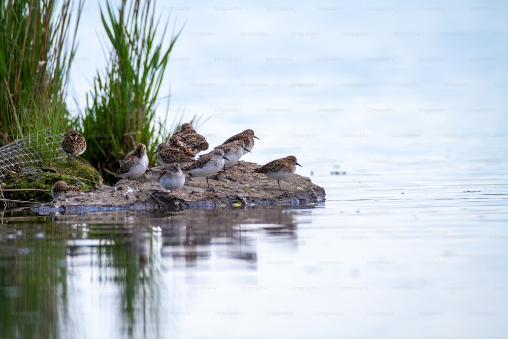 un groupe d’oiseaux assis au sommet d’un rocher dans l’eau