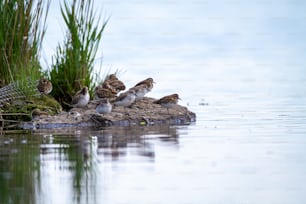 a group of birds sitting on top of a rock in the water