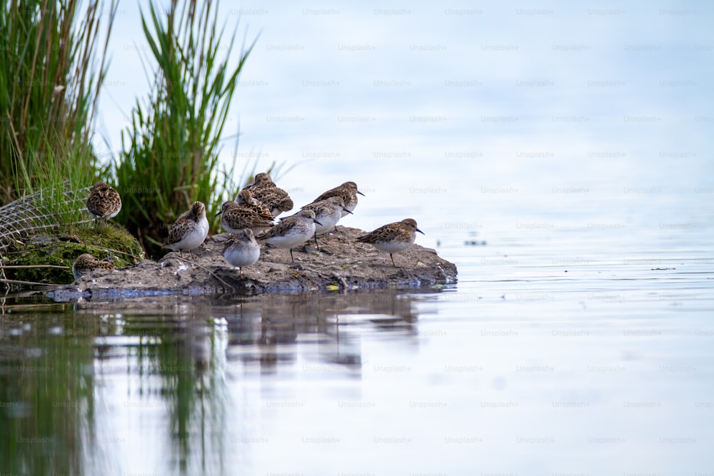 a group of birds sitting on top of a rock in the water