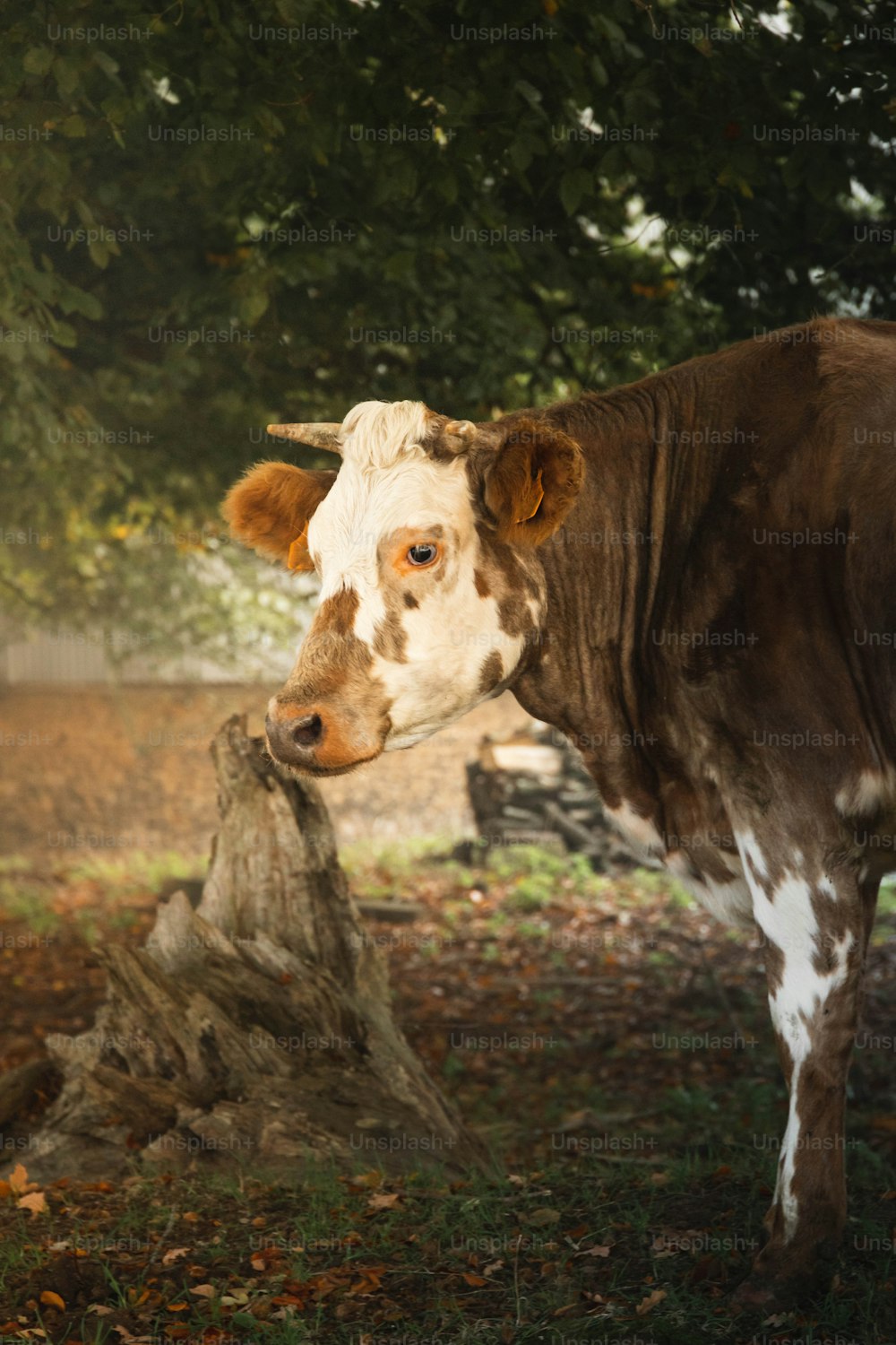 a brown and white cow standing next to a tree
