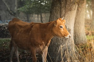 a brown cow standing next to a tree