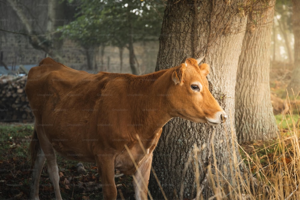une vache brune debout à côté d’un arbre