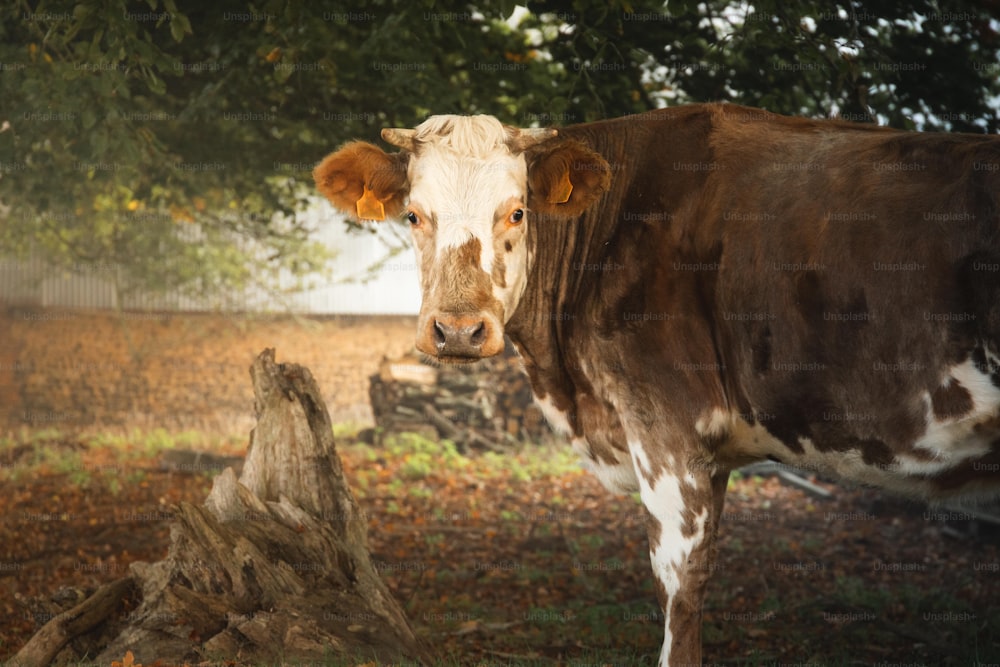 Una vaca marrón y blanca de pie junto a un árbol