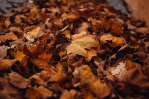un montón de hojas que yacen en el suelo