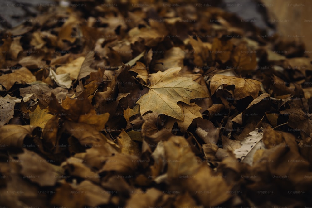 a pile of leaves that are laying on the ground