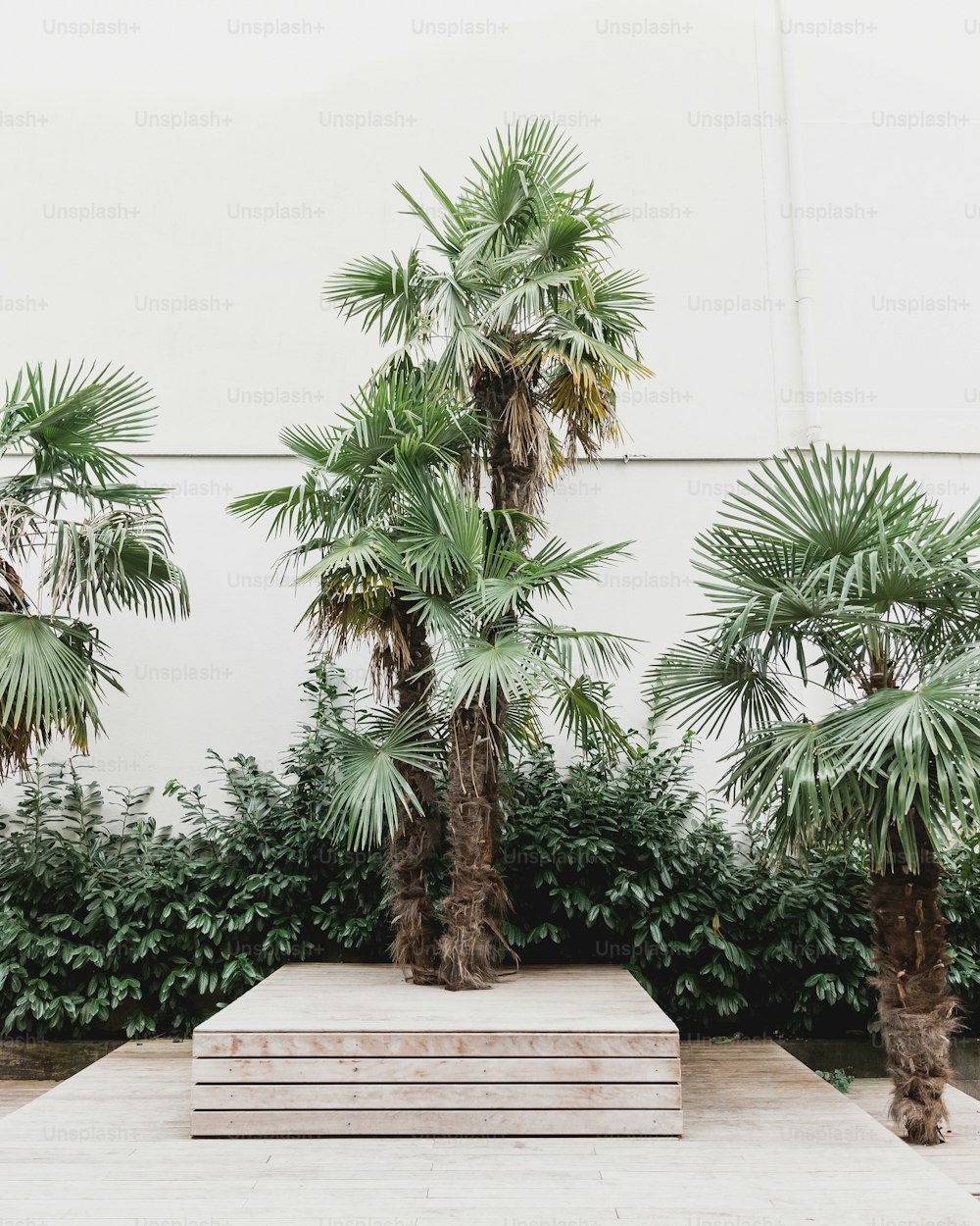 three palm trees in front of a white wall