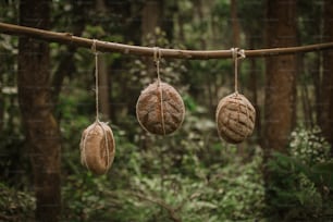 three seed pods hanging from a branch in a forest
