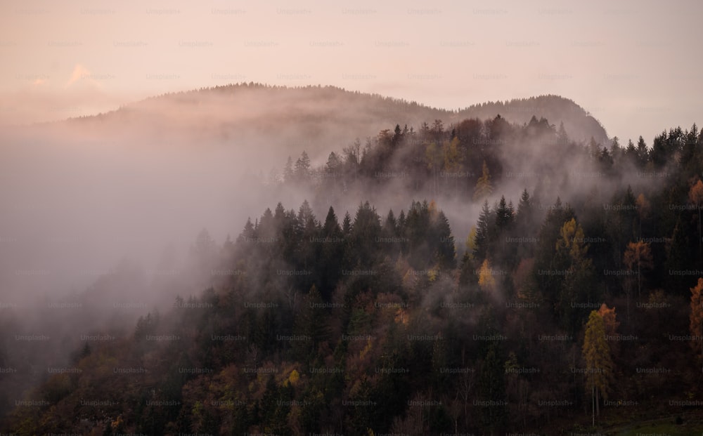 霧に覆われた山と木々