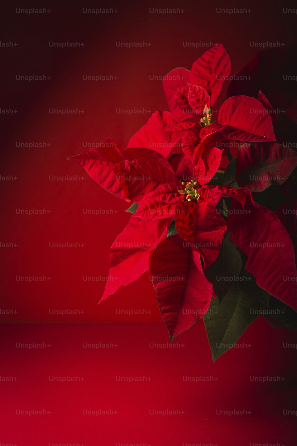a red poinsettia with green leaves on a red background