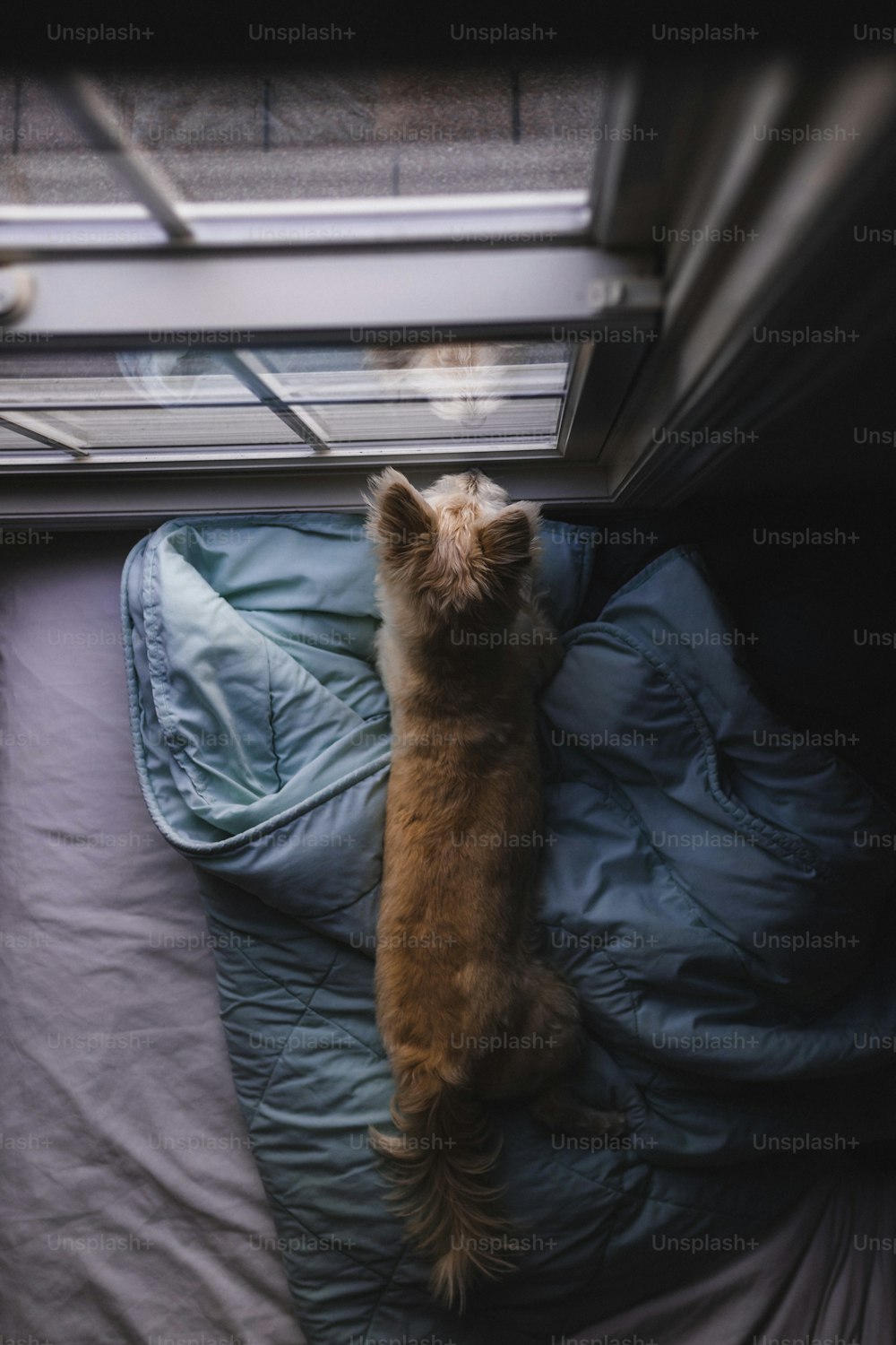 a small brown dog laying on top of a bed