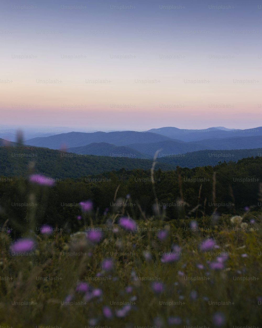 Una vista de una cadena montañosa con flores silvestres en primer plano