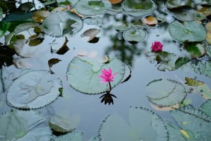 Un nenúfar rosa flotando en la parte superior de un estanque