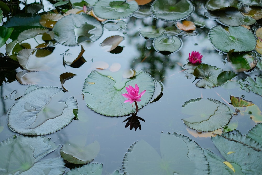 a pink water lily floating on top of a pond
