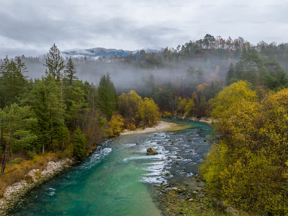 a river running through a lush green forest