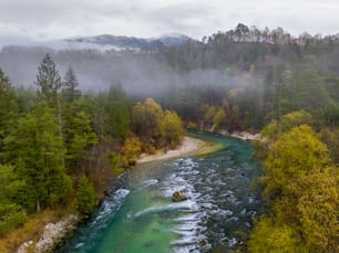 a river running through a lush green forest