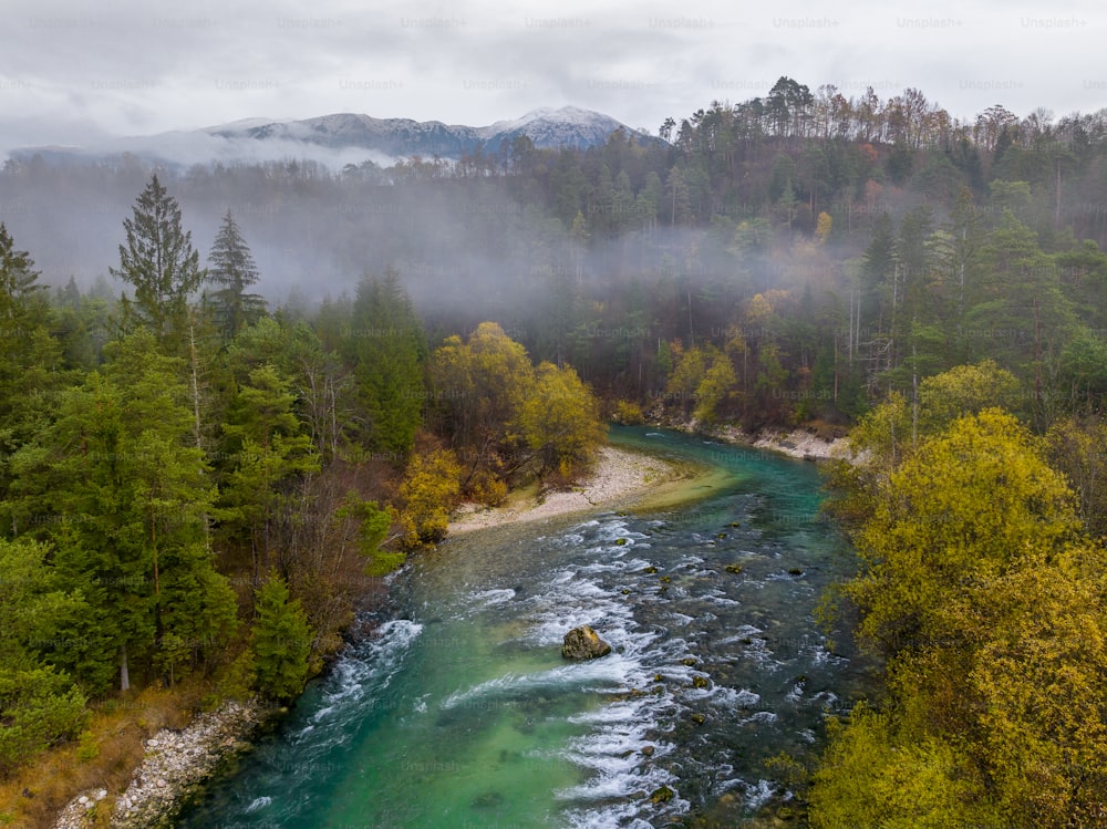 a river running through a lush green forest