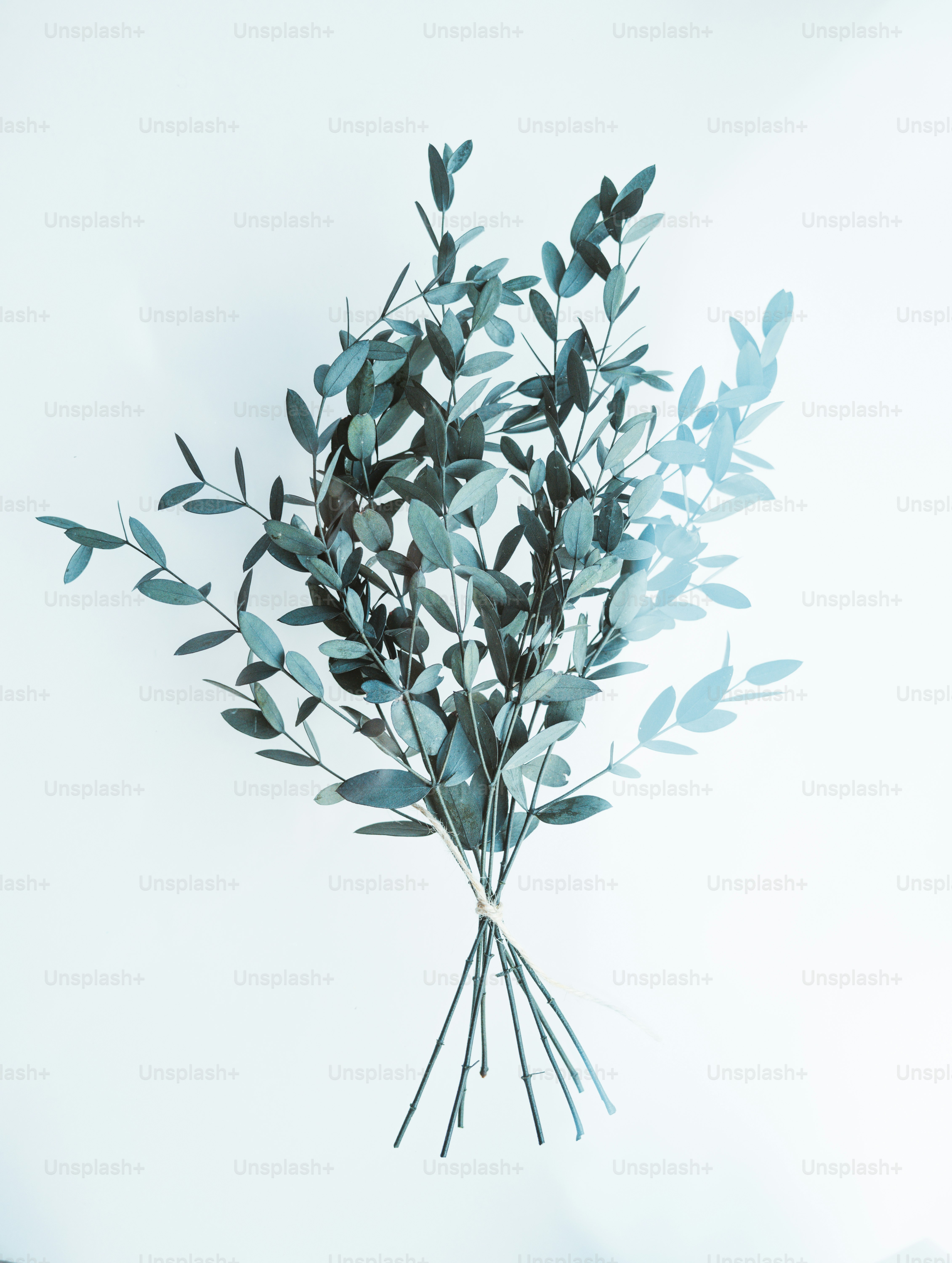 Un manojo de hojas verdes sobre un fondo blanco