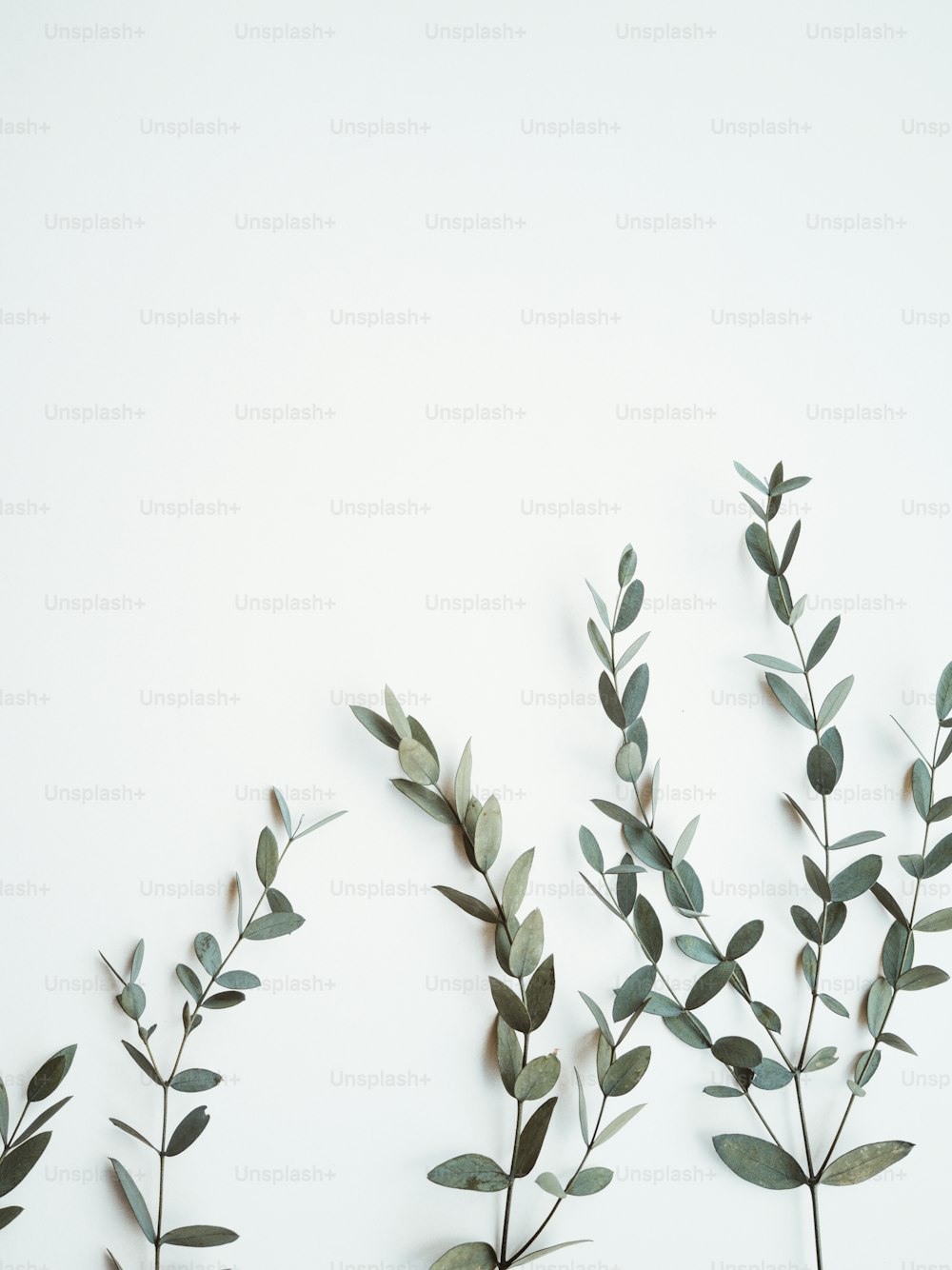 a group of green leaves on a white background
