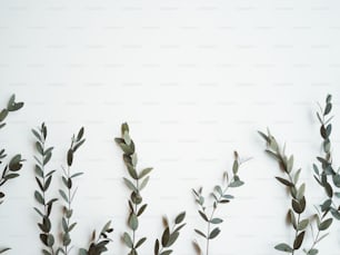 a group of green leaves on a white background