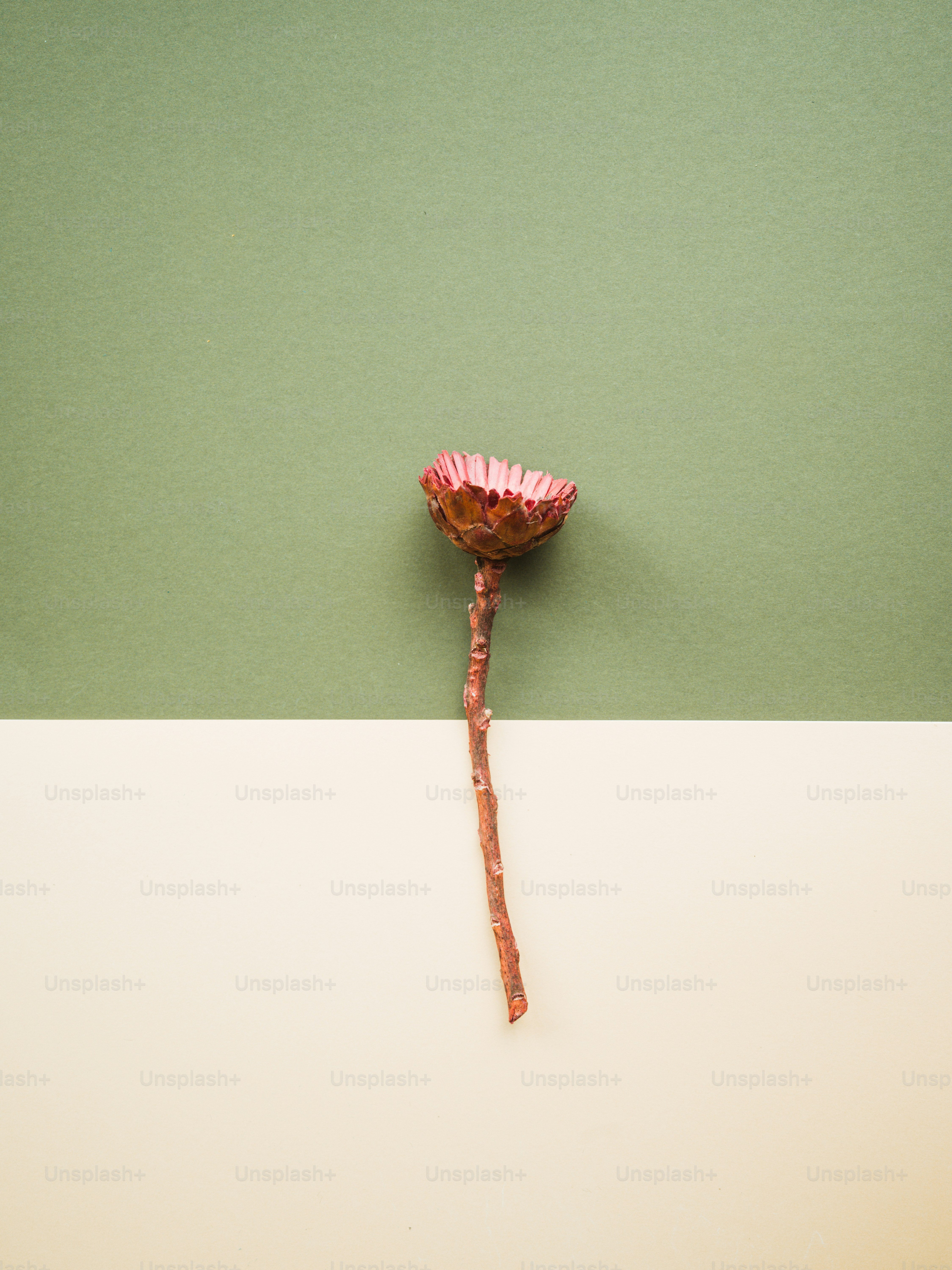 eine einzelne rosa Blume auf grünem Hintergrund