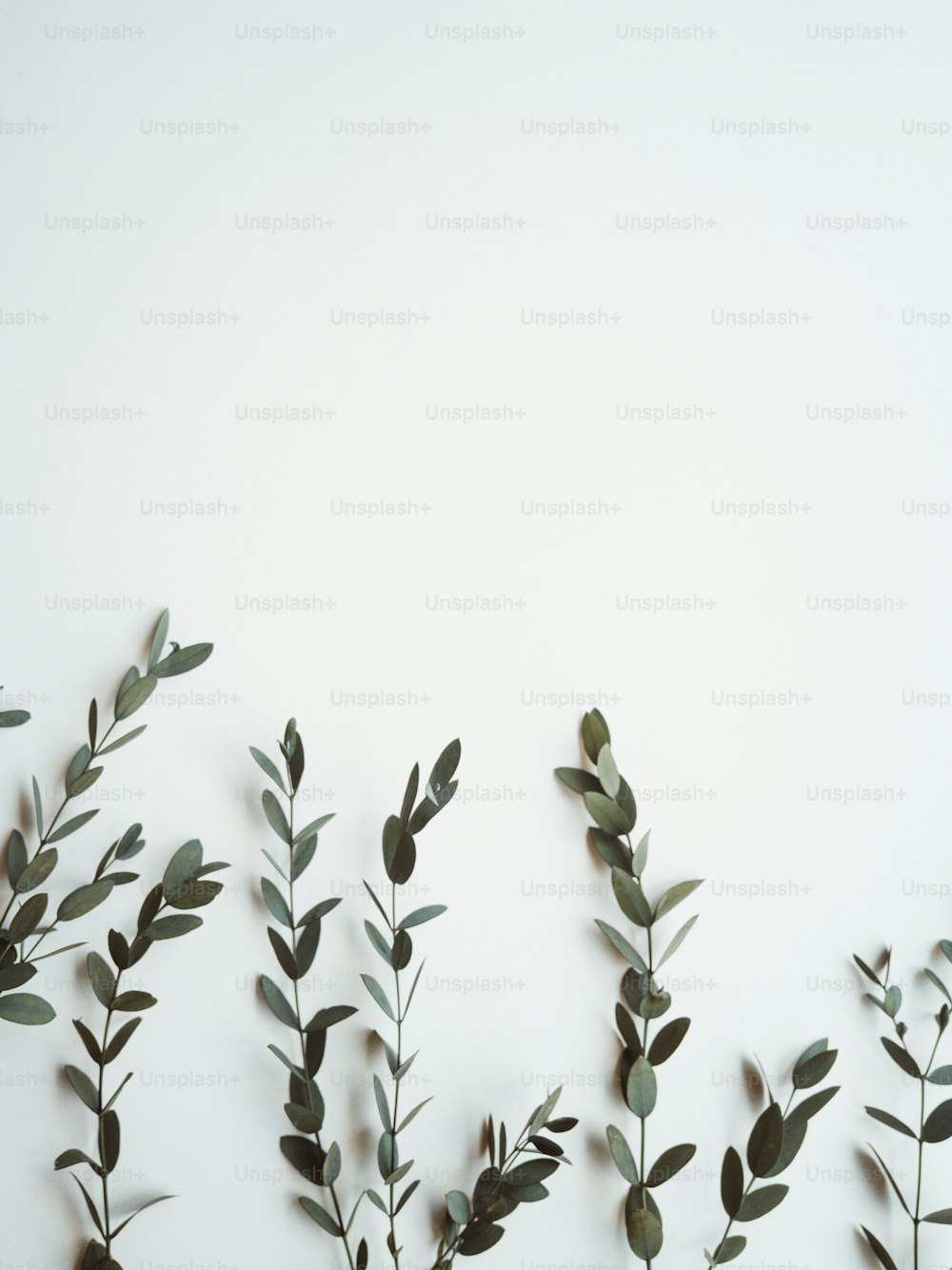 Un grupo de plantas verdes en una pared blanca