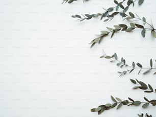 un fondo blanco con un ramo de hojas verdes