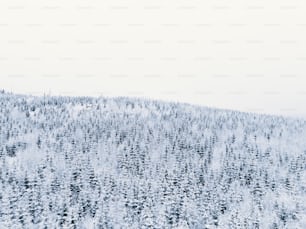 Ein schneebedeckter Berg, der mit vielen Bäumen bedeckt ist