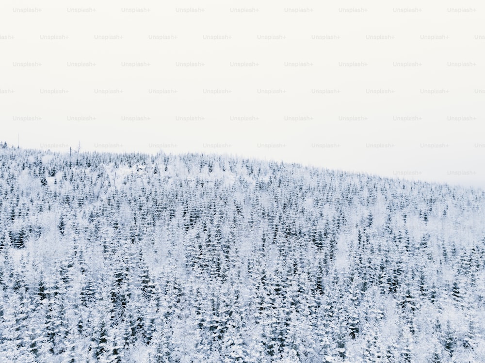 a snow covered mountain covered in lots of trees