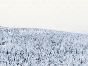 a snow covered mountain covered in lots of trees