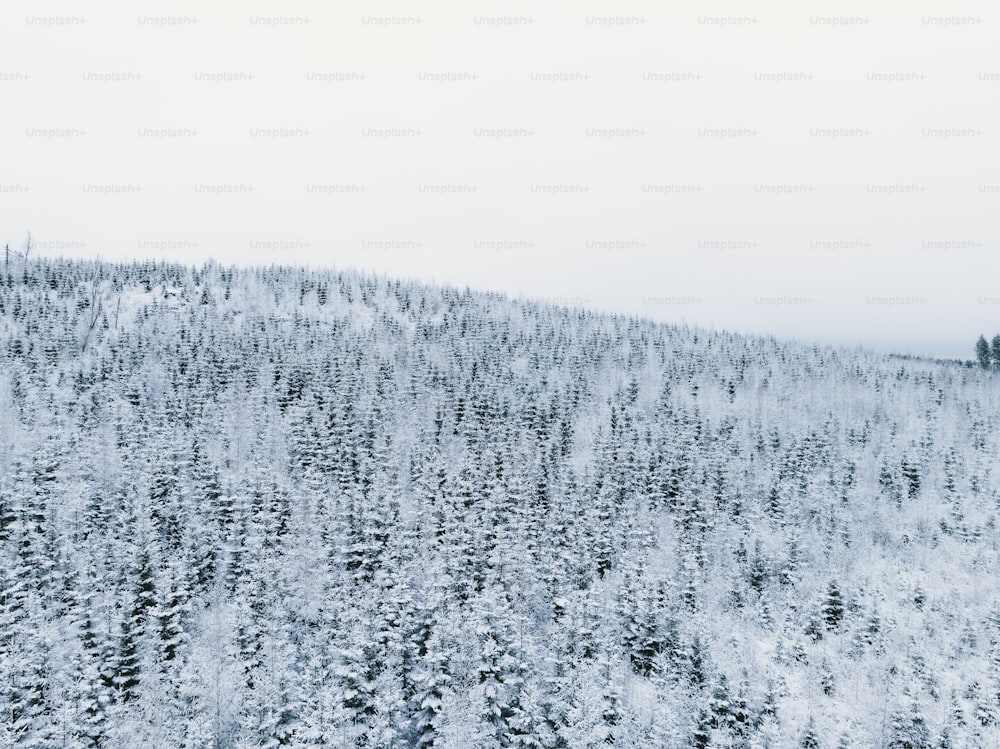 Une montagne enneigée avec des arbres au premier plan