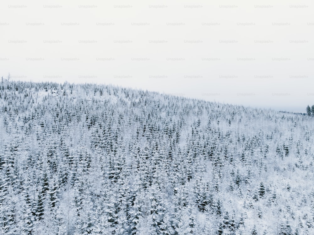 Una montagna innevata con alberi in primo piano