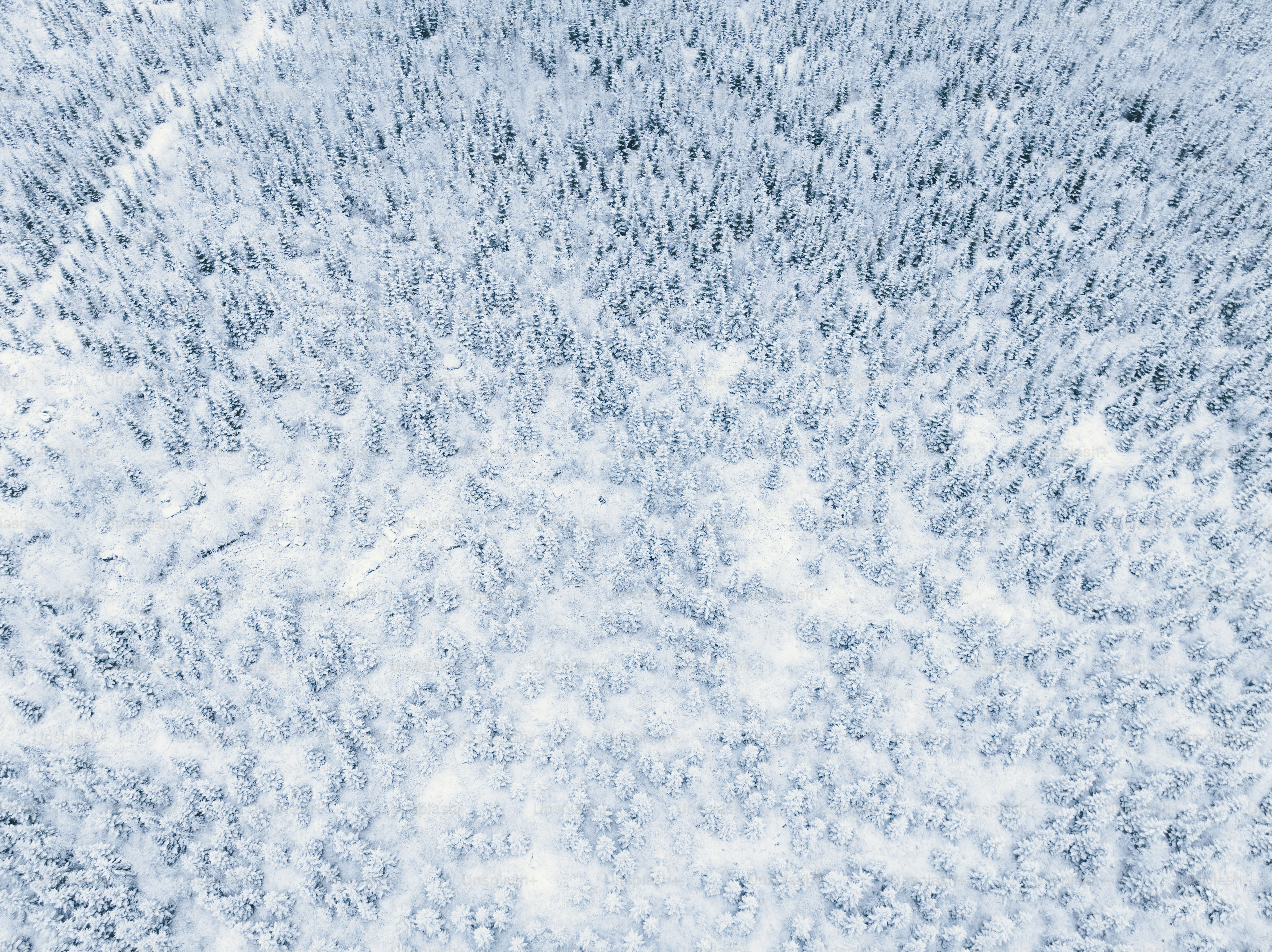 una veduta aerea di una foresta innevata
