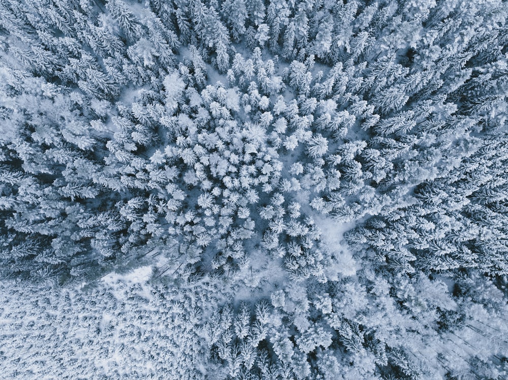 une vue aérienne d’une forêt enneigée