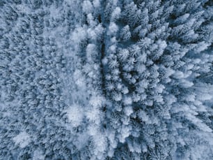 a group of trees covered in snow from above