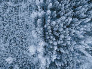 um grupo de árvores cobertas de neve de cima