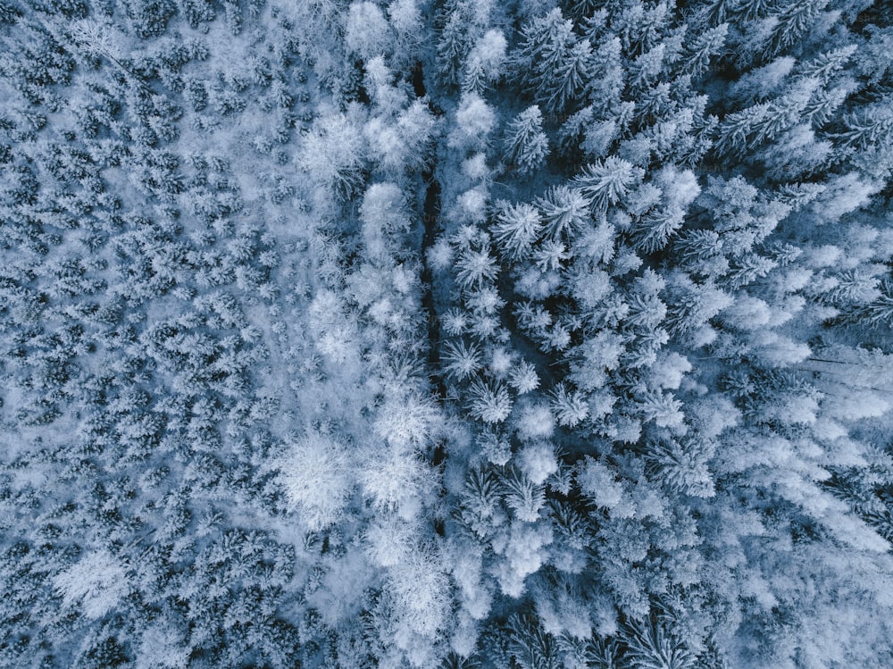 un groupe d’arbres couverts de neige d’en haut