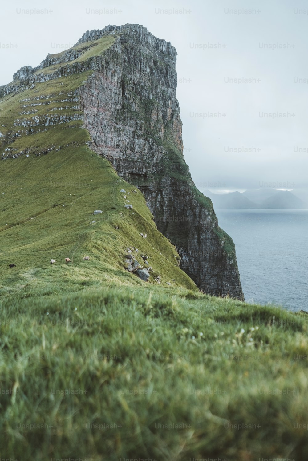Eine Gruppe von Schafen, die auf einem üppig grünen Hügel stehen
