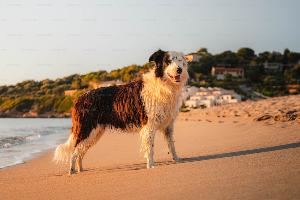 Ein braun-weißer Hund, der auf einem Sandstrand steht