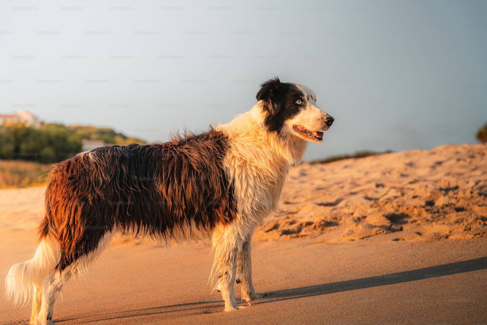 a brown and white dog standing on top of a sandy beach