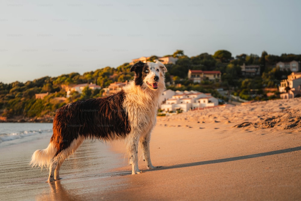 a brown and white dog standing on top of a sandy beach