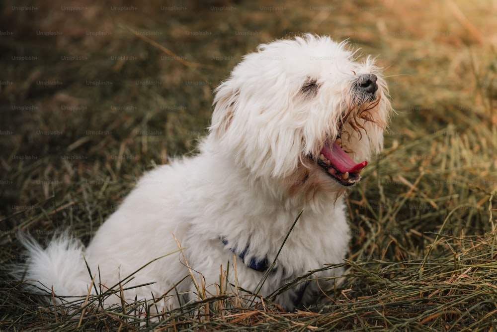 um pequeno cão branco sentado em cima de um campo coberto de grama