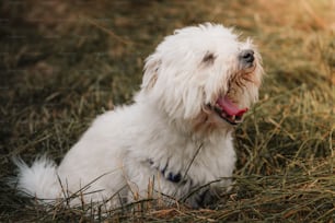 Ein kleiner weißer Hund, der auf einem grasbewachsenen Feld sitzt
