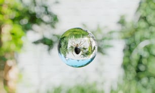 a close up of a glass ball with a bug inside of it