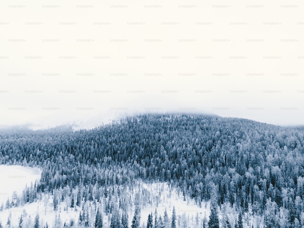 uma montanha coberta de neve com uma floresta ao fundo
