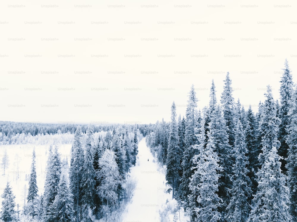 Ein Blick auf einen schneebedeckten Wald von oben