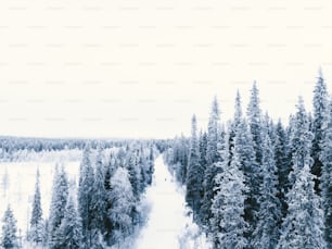 a view of a snow covered forest from above