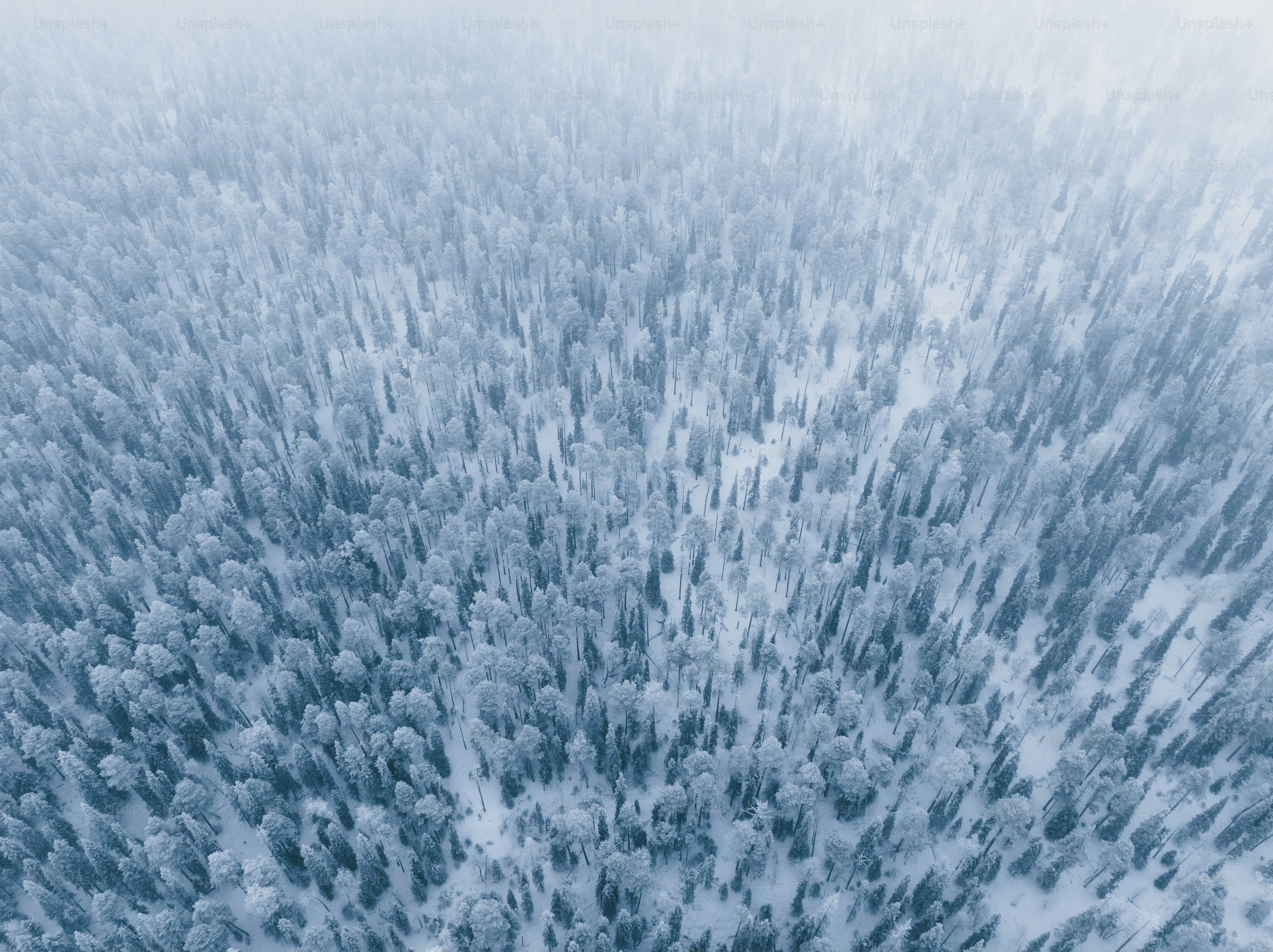 um grande grupo de árvores cobertas de neve